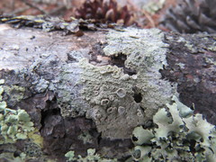 Lecanora caesiorubella