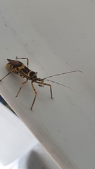 Zelus armillatus