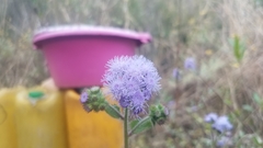 Ageratum