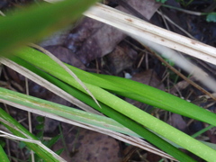 Carex fascicularis