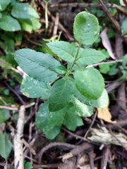Stellaria bungeana