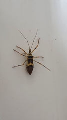 Zelus armillatus