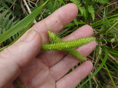 Carex fascicularis