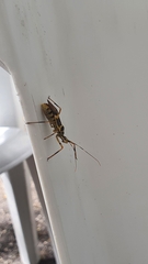 Zelus armillatus