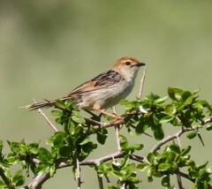 Cisticola tinniens