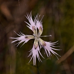 Dianthus hyssopifolius