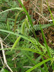 Carex fascicularis