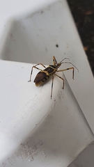 Zelus armillatus