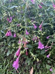 Strobilanthes hamiltoniana
