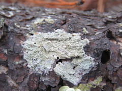 Lecanora caesiorubella