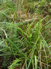 Carex fascicularis