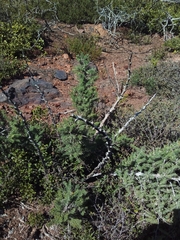 Asparagus mariae