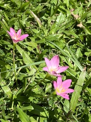 Zephyranthes carinata