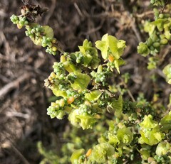 Maireana pyramidata