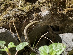 Podarcis siculus campestris