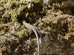 Podarcis siculus campestris