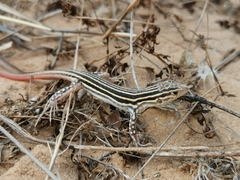 Acanthodactylus erythrurus