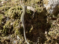 Podarcis siculus campestris