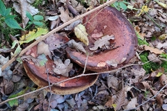 Fistulina hepatica