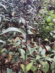 Strobilanthes anisophyllus