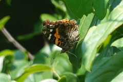 Vanessa indica