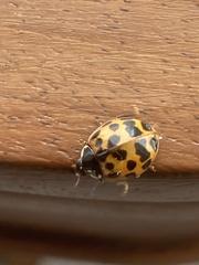 Harmonia axyridis