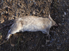 Perameles nasuta