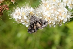 Syngrapha interrogationis