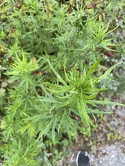 Artemisia verlotiorum