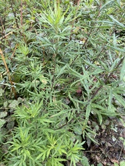 Artemisia verlotiorum