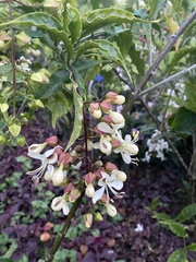 Clerodendrum laevifolium