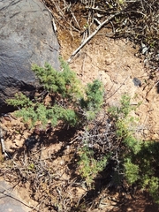 Asparagus mariae