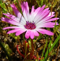 Cleretum bellidiforme