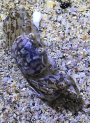 Ocypode occidentalis