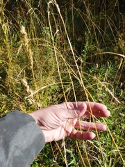 Lolium giganteum