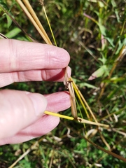 Lolium giganteum