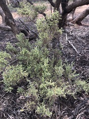 Maireana pyramidata