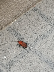 Rhynchophorus ferrugineus
