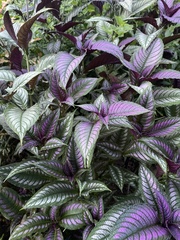 Strobilanthes auriculata dyeriana