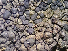 Orphniospora moriopsis