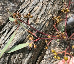 Eucalyptus socialis