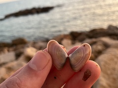 Tellinoidea