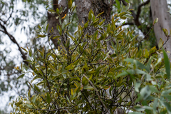 Lorantheae
