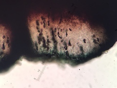 Orphniospora moriopsis