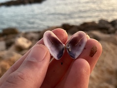 Tellinoidea