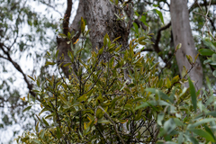 Lorantheae
