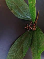Miconia ligulata