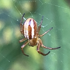 Araneus pratensis