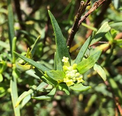 Pimelea microcephala