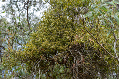 Lorantheae